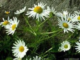 Fundur í kvenfélaginu Baldursbrá