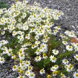 Handvinnukvöld hjá Baldursbrá