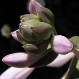 Páskavaka, laugardagskvöldið 7. apríl