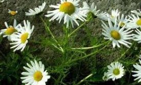 Kvenfélagið Baldursbrá