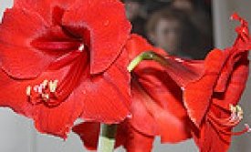 Létt kvöldstund með Krossbandinu