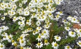 Handvinnukvöld hjá Baldursbrá